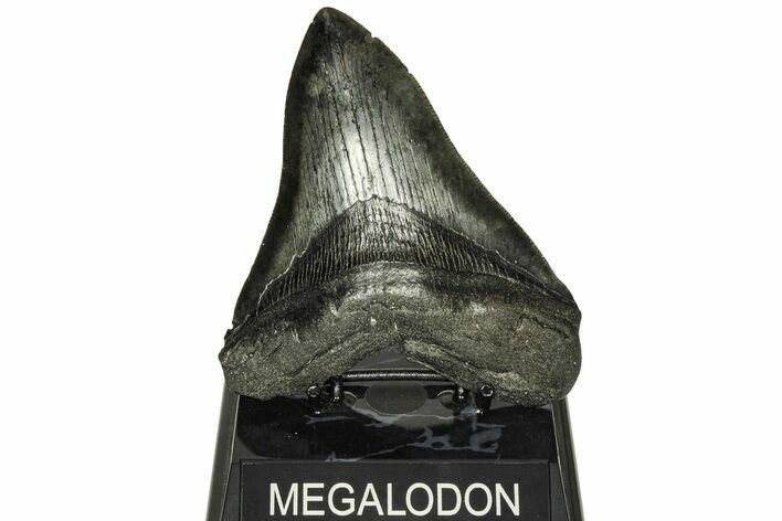 Serrated, Fossil Megalodon Tooth - South Carolina #210941